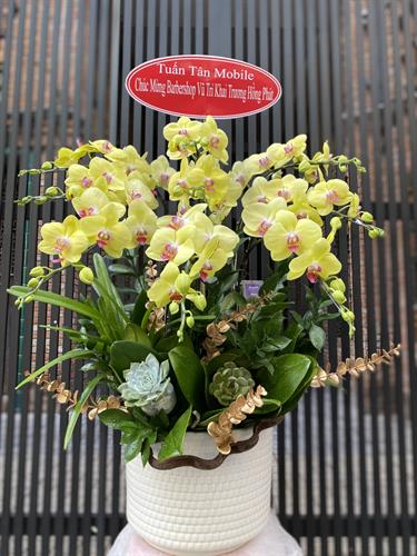 Hoa Lan Chúc Mừng 00016